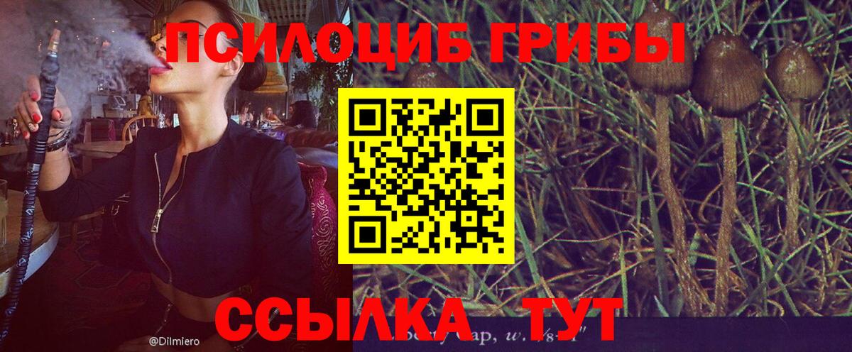 Псилоцибиновые грибы мицелий Москва